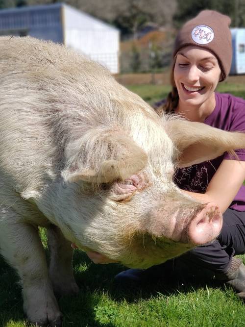 A woman in a brown beanie smiles while interacting with a large pig in a sunny outdoor setting.