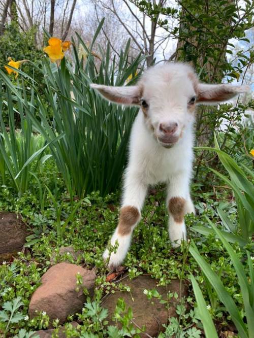 A playful baby goat stands among green plants and flowers, with a curious expression on its face.