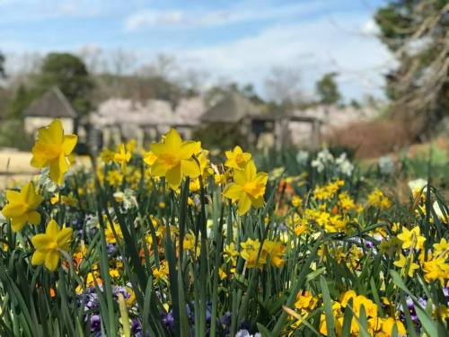 A vibrant garden filled with yellow daffodils and colorful flowers, with trees in bloom in the background.