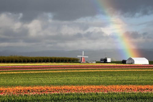 A vibrant tulip field with a windmill and rainbow under a cloudy sky.