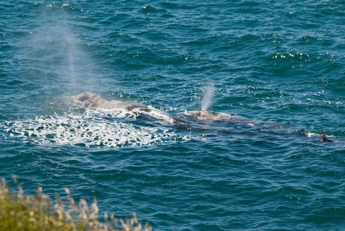 A whale surfaces in the ocean, creating a spray of water as it breathes, with gentle waves surrounding it.