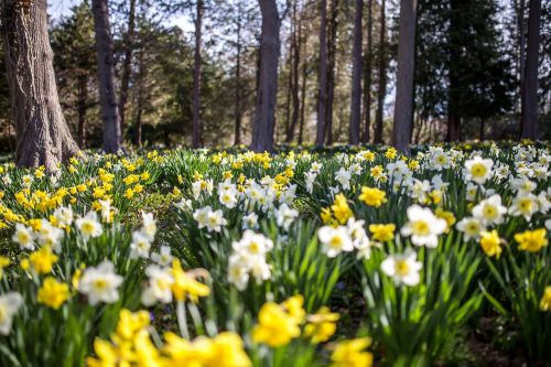 A vibrant field of yellow and white daffodils blooming among tall trees in a sunny forest setting.
