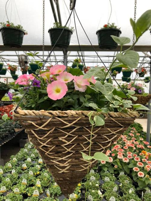 Hanging basket with pink and purple flowers, surrounded by greenery, in a greenhouse filled with various plants.