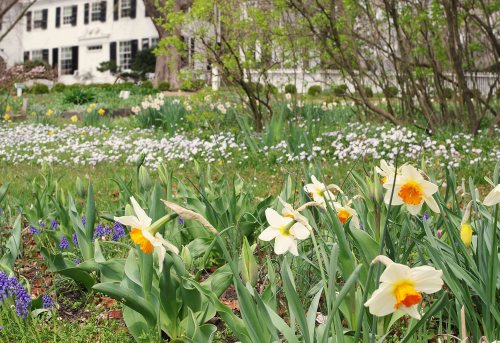 A garden filled with blooming daffodils and other flowers, with a white house and greenery in the background.