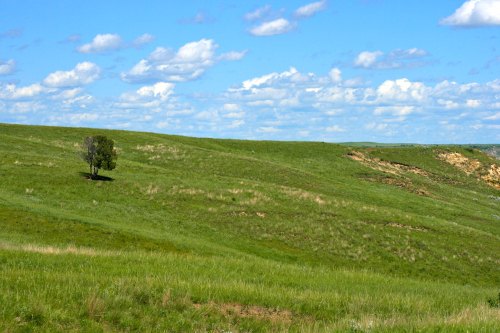 A lush green hillside under a bright blue sky with fluffy white clouds and a solitary tree.