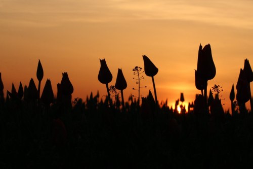 Silhouetted tulips against a sunset sky, with warm hues illuminating the horizon.