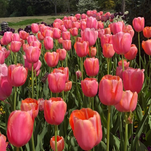 A vibrant field of pink tulips in full bloom, surrounded by lush greenery and other colorful flowers.