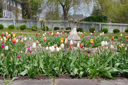 A vibrant garden filled with colorful tulips surrounding a stone birdbath, with a white picket fence in the background.