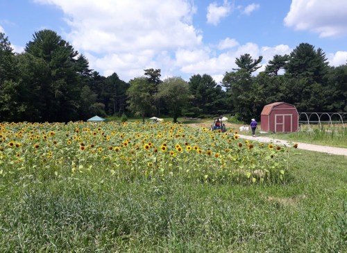 A vibrant field of sunflowers with a red shed in the background, surrounded by trees and people enjoying the outdoors.
