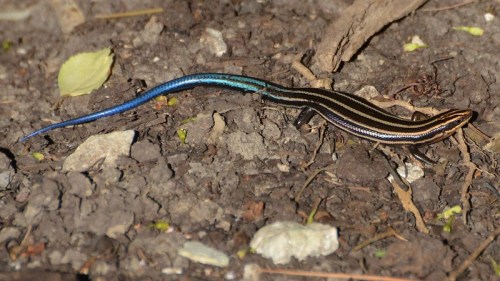A slender lizard with blue and black stripes moving across a dirt surface with scattered leaves and stones.