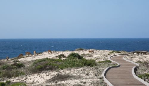 A sandy path leads to the ocean, with deer grazing on the dunes under a clear blue sky.