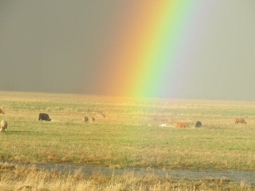 A vibrant rainbow arcs over a grassy field with grazing cows under a cloudy sky.