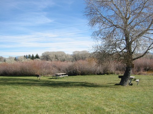 A grassy area with a tree, picnic tables, and shrubs under a clear blue sky.