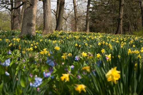A vibrant field of yellow daffodils and blue flowers surrounded by trees in a sunny park setting.