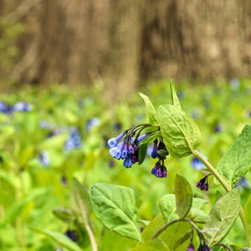A close-up of blue and purple flowers among lush green leaves in a vibrant, natural setting.