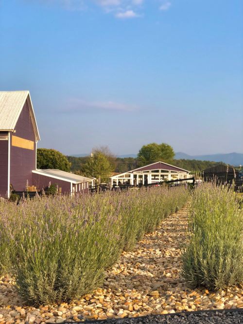 A lavender field lined with stones, with a purple barn and white structure in the background under a clear blue sky.