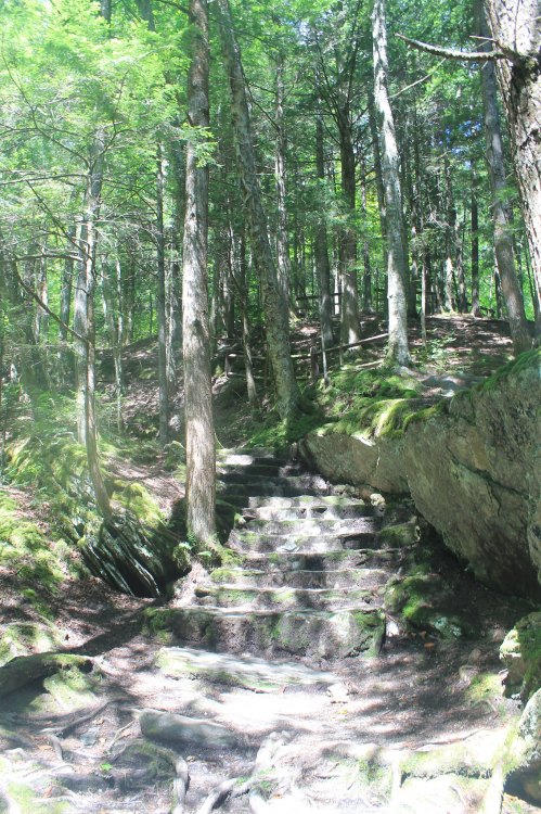 A forest path with stone steps surrounded by tall trees and lush greenery. Sunlight filters through the leaves.