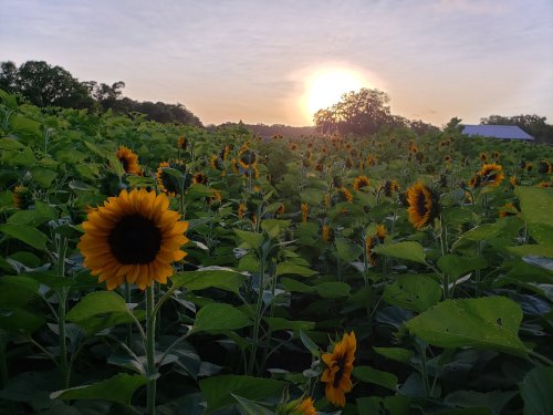 A field of sunflowers under a sunrise, with vibrant yellow blooms and green leaves stretching towards the sky.