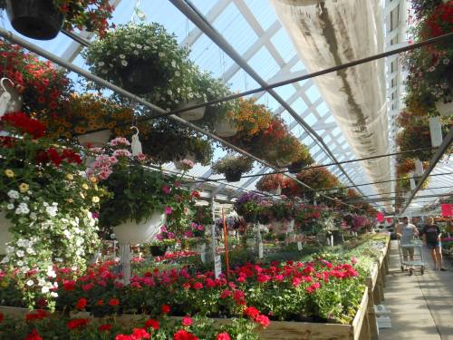 A vibrant greenhouse filled with colorful hanging flowers and potted plants, with visitors exploring the aisles.