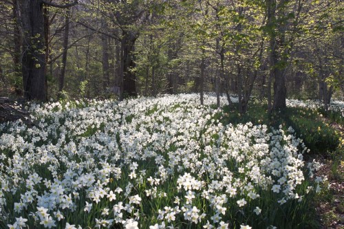 A serene forest scene with a vibrant field of white daffodils blooming under dappled sunlight among trees.