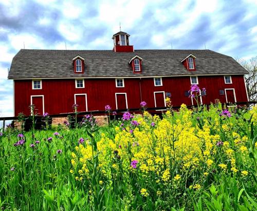 A red barn stands against a cloudy sky, surrounded by vibrant yellow and purple wildflowers in a lush green field.