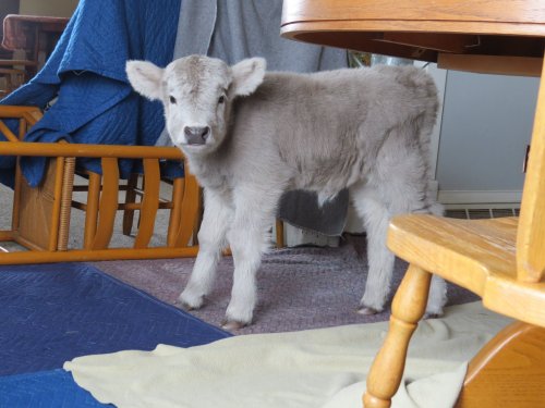 A small gray calf stands indoors, surrounded by furniture and blankets on the floor.
