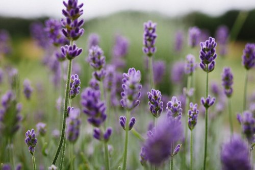 A close-up of vibrant purple lavender flowers in a lush green field, softly blurred in the background.