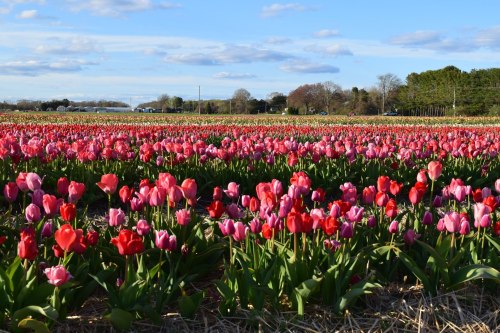 A vibrant field of blooming tulips in various shades of pink and red under a blue sky with scattered clouds.