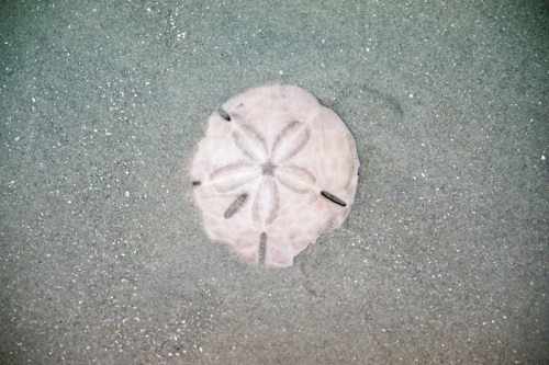 A sand dollar resting on the sandy ocean floor, showcasing its star-shaped pattern.