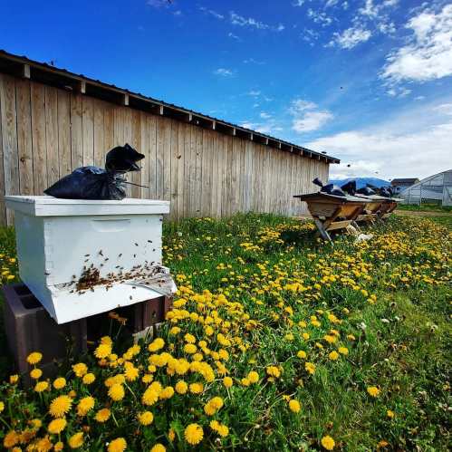 A beehive surrounded by blooming dandelions, with a wooden shed in the background under a blue sky.