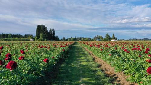 A vibrant field of red flowers stretches into the distance, bordered by trees and a blue sky with scattered clouds.