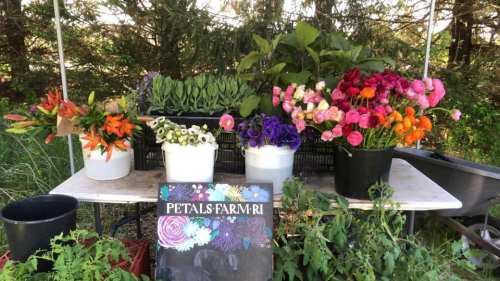 A table displaying vibrant flowers in pots, with a sign reading "Petals Farm RI" and greenery in the background.