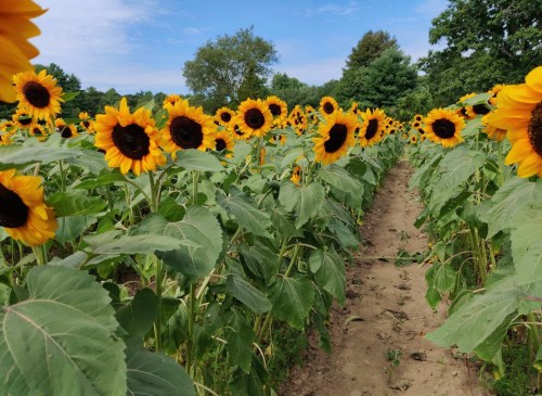 A vibrant field of sunflowers under a blue sky, with a path running through the rows of tall, bright blooms.