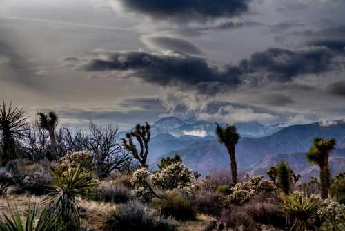 A dramatic desert landscape with Joshua trees and mountains under a cloudy sky.