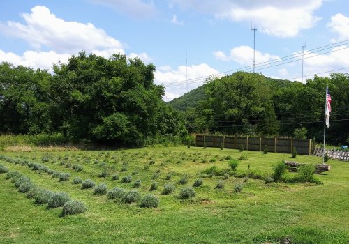 A lush green field with rows of lavender plants, a flagpole, and trees in the background under a partly cloudy sky.