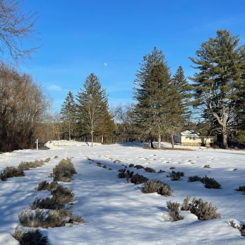 A snowy landscape with evergreen trees, a clear blue sky, and a hint of the moon in the background.