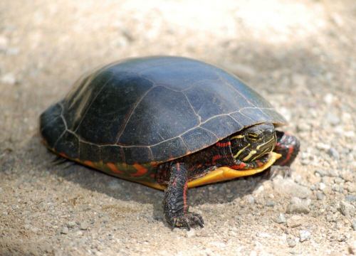A turtle with a dark shell and colorful markings rests on a gravel surface.