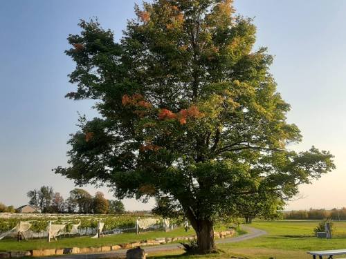 A large tree with green leaves and hints of orange stands in a vineyard under a clear blue sky.