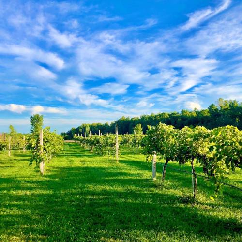 A lush vineyard stretches under a bright blue sky with scattered clouds, surrounded by green trees.