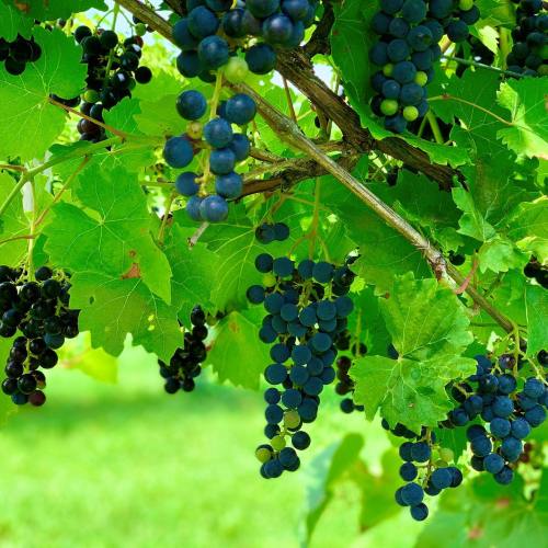 A close-up of grapevines with clusters of dark grapes surrounded by vibrant green leaves.