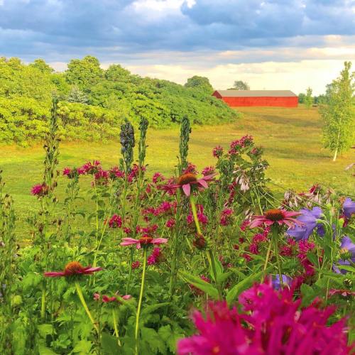 A vibrant field of wildflowers in the foreground with a red barn and lush greenery under a cloudy sky in the background.
