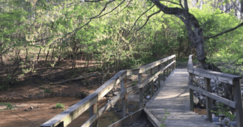 A wooden bridge crosses a small stream, surrounded by lush greenery and trees in a serene natural setting.