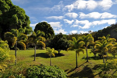 Lush green landscape with palm trees under a blue sky adorned with fluffy white clouds.