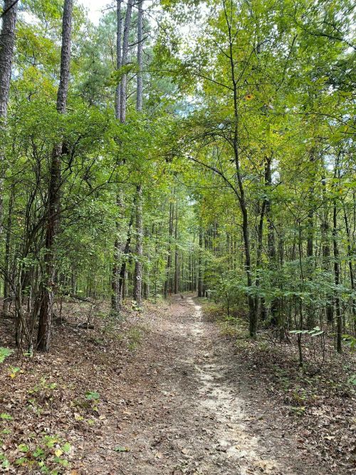 A dirt path winding through a lush green forest with tall trees and scattered leaves on the ground.
