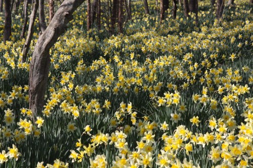 A vibrant field of yellow daffodils blooming among trees in a sunlit forest.