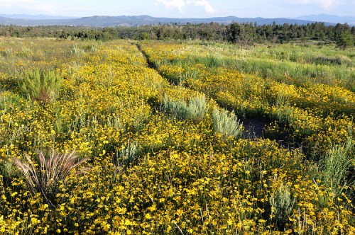 A vibrant field of yellow wildflowers stretches across a green landscape, with mountains in the distance under a clear sky.