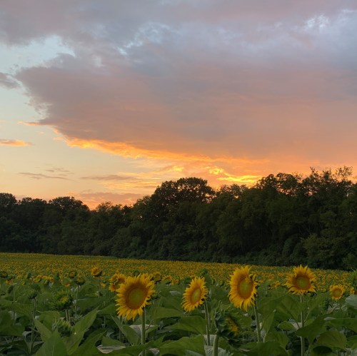 A field of sunflowers under a colorful sunset with clouds and trees in the background.