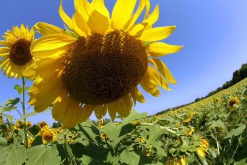 A vibrant field of sunflowers under a clear blue sky, showcasing large, bright yellow blooms.