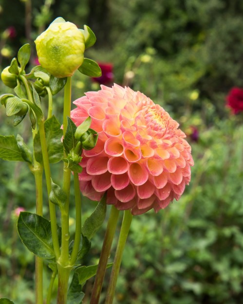 A vibrant pink dahlia flower with layered petals, alongside a budding green flower, set against a lush garden background.