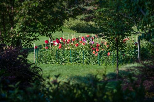 A vibrant flower garden filled with colorful dahlias, surrounded by lush greenery and trees.